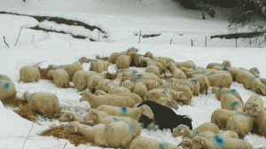 Orune, pastori bloccati in campagna dalla neve