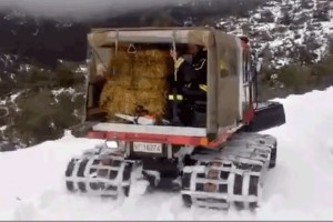 gatto-delle-nevi--